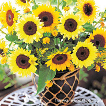 F1 Hybrid Flower Seeds Ornamental Sunflower Seeds For Sale